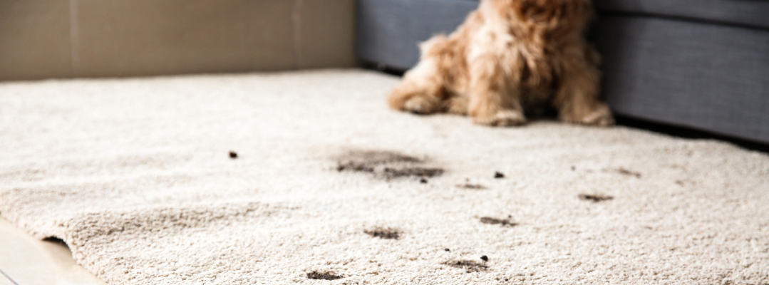 Pet Stains