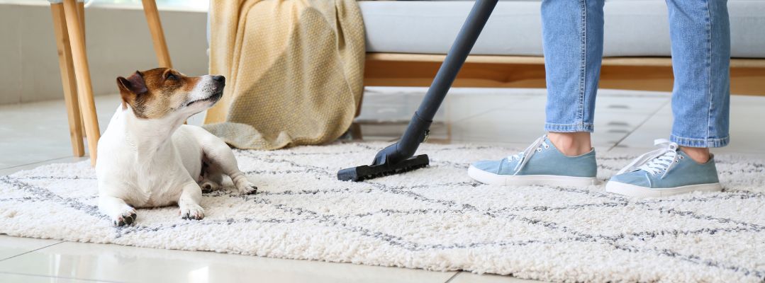 Carpet Cleaning