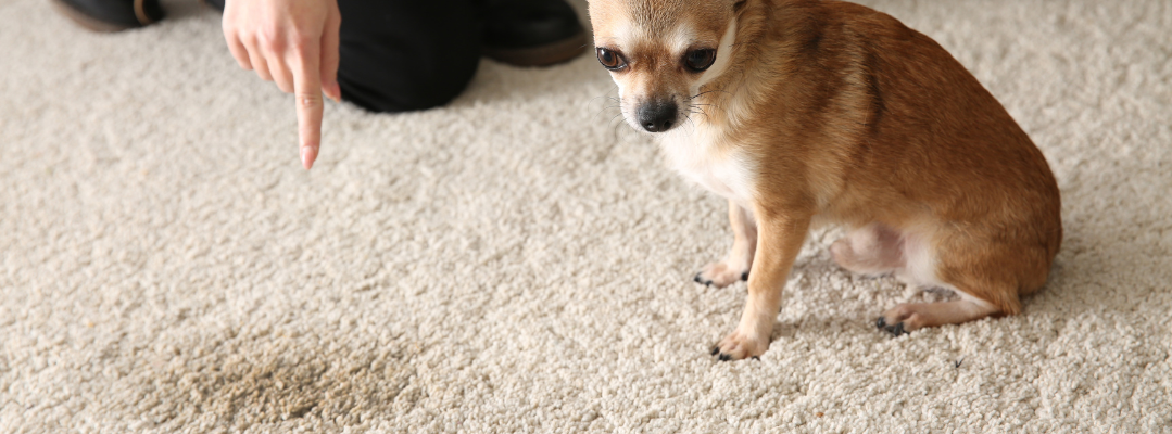 Winter Pet Stain Care & Prevention<br />
